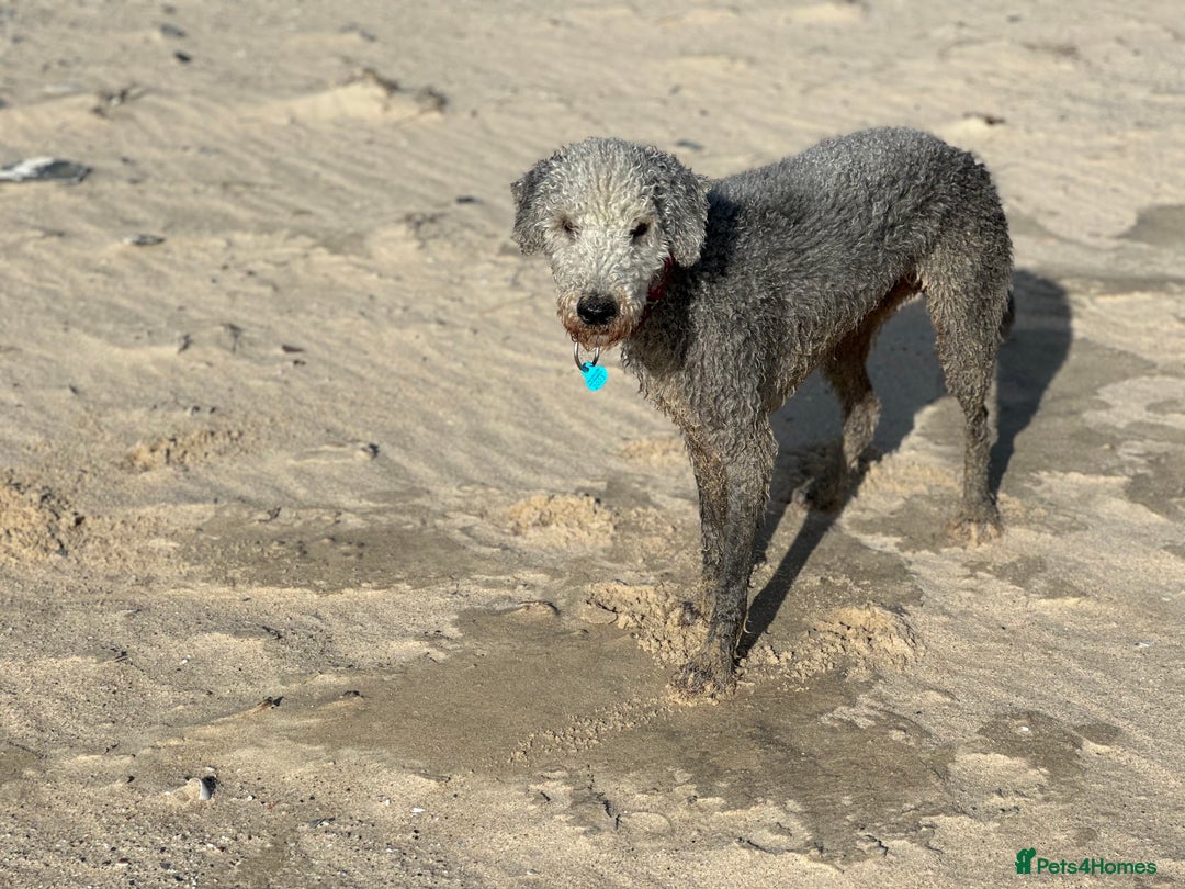Mixed Breed dogs for sale: Beautiful Bedlington/Greyhound Cross  - Advert 12