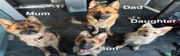 German Shepherd dogs for sale: Gorgeous German shepherd pups - Advert 25