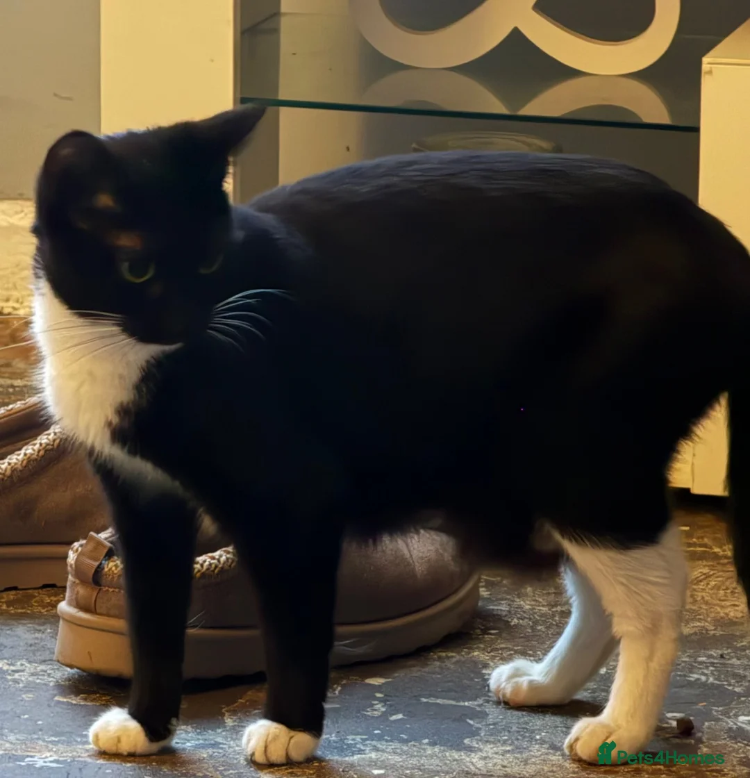 Mixed Breed cats for sale: 3 kittens for sale 2 boys and 1 girl - Advert 1