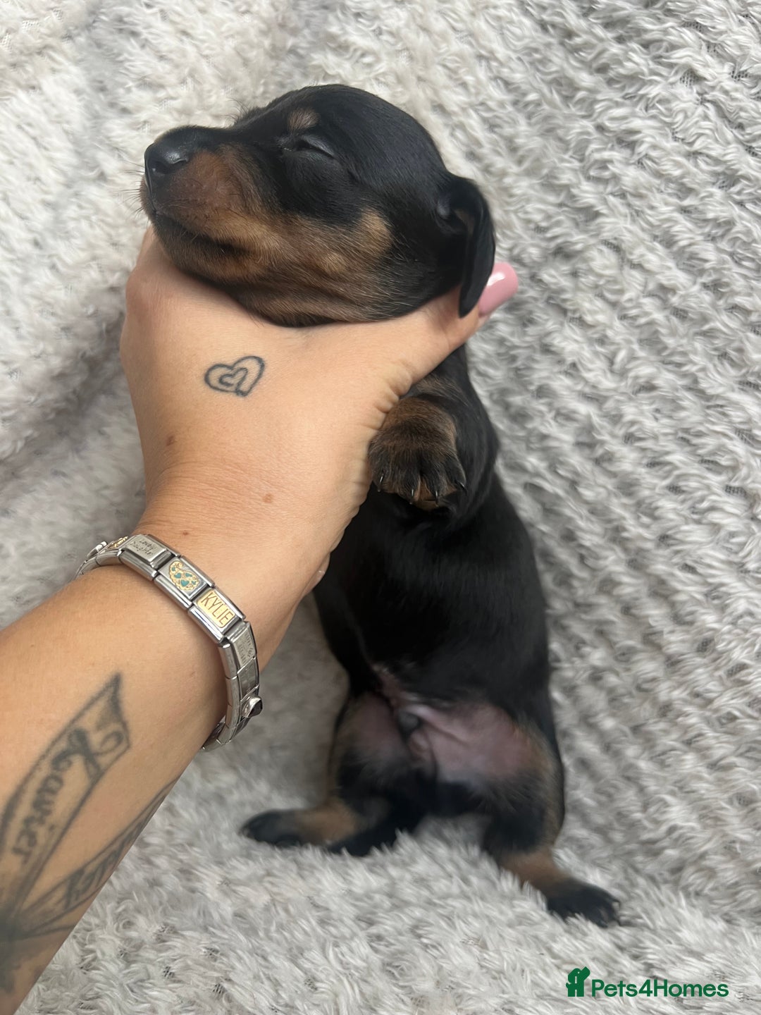 Dachshund dogs for sale: Beautiful daschund’s for sale  - Advert 17