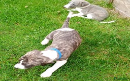 Whippet dogs for sale: Quality KC reg Whippet Puppies - Image 7