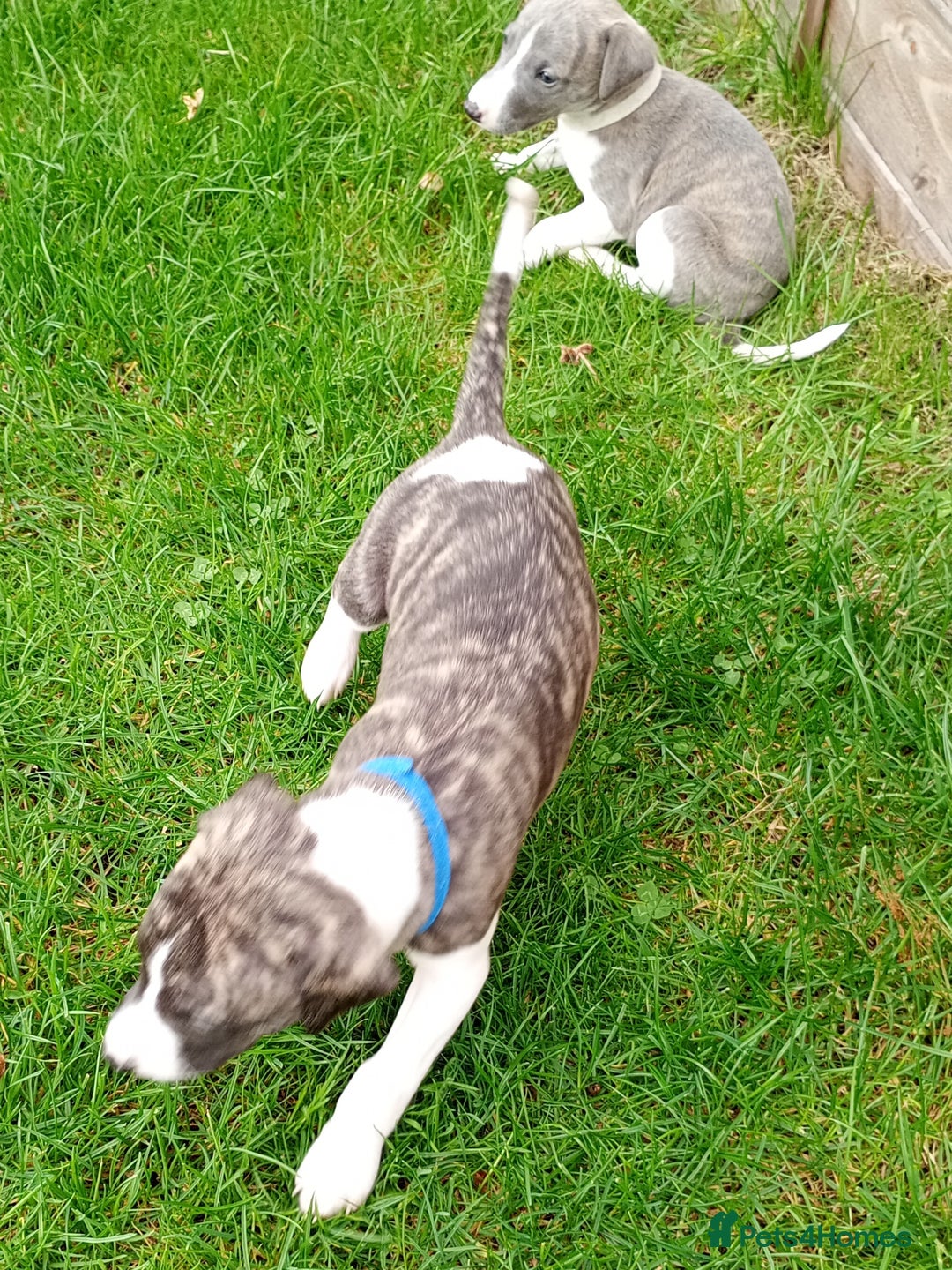 Whippet dogs for sale: Quality KC reg Whippet Puppies - Image 7