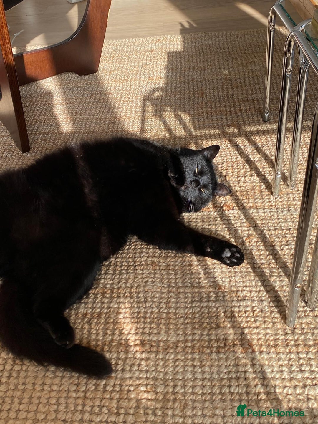 British Shorthair cats for sale: Kuro - Black British Shorthair - Advert 2