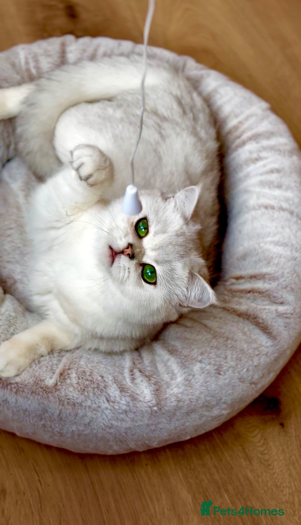 Scottish Fold cats Beautiful Scottish Fold Kittens Ready to leave  - Advert 1