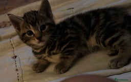 British Shorthair cats for sale: 2 boys one girl for sale  - Image 3
