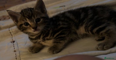 British Shorthair cats - Advert 5