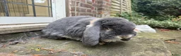 French Lop rabbits for sale: ✨beautiful french lop✨ in London - Advert 9