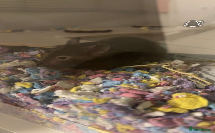 Hamster rodents - Advert 2