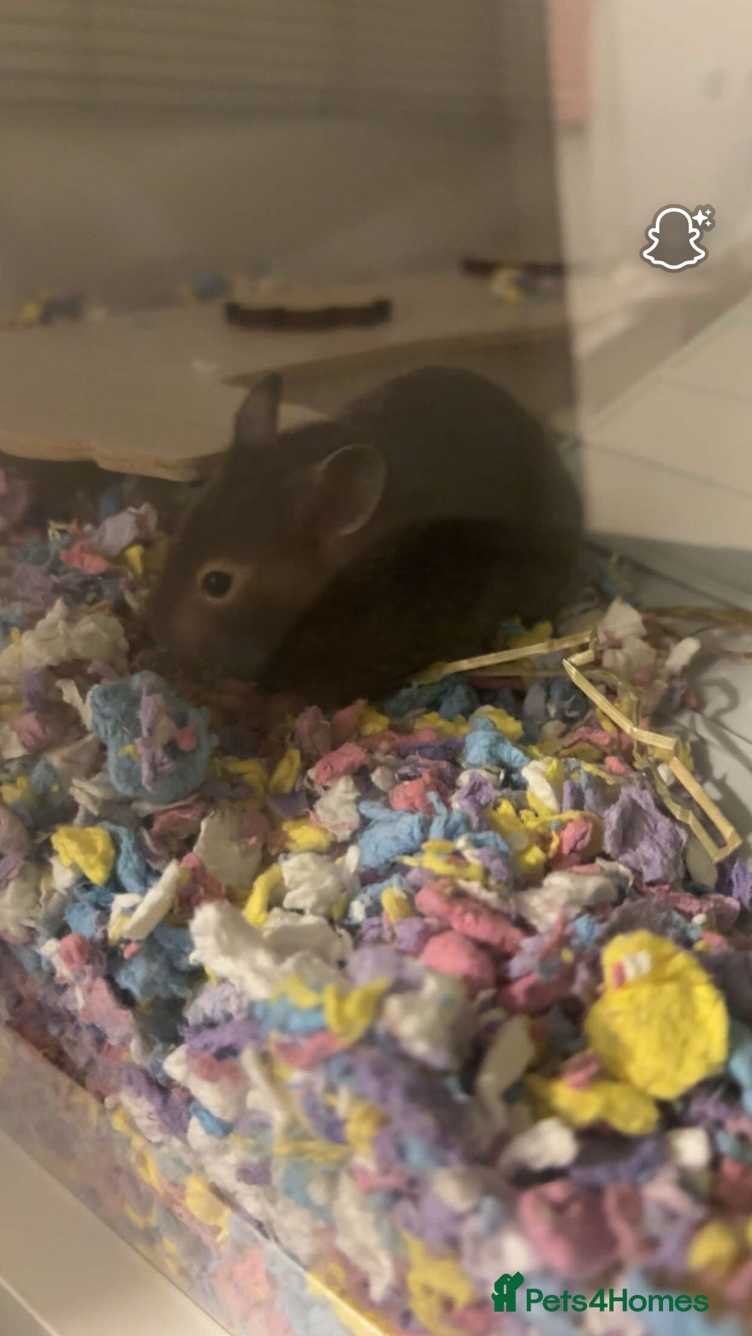 Hamster rodents for sale: Female Syrian hamster - Image 1