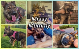 German Shepherd dogs for sale: Beautiful Chunky German Shepherd Puppies! - Image 7