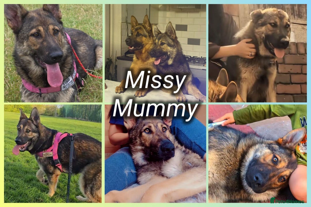 German Shepherd dogs for sale: Beautiful Chunky German Shepherd Puppies! - Image 7