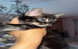 Mixed Breed cats for sale: Rare black blue eye bengal kittens - Advert 2