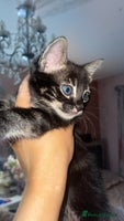 Mixed Breed cats Rare black blue eye bengal kittens - Advert 3