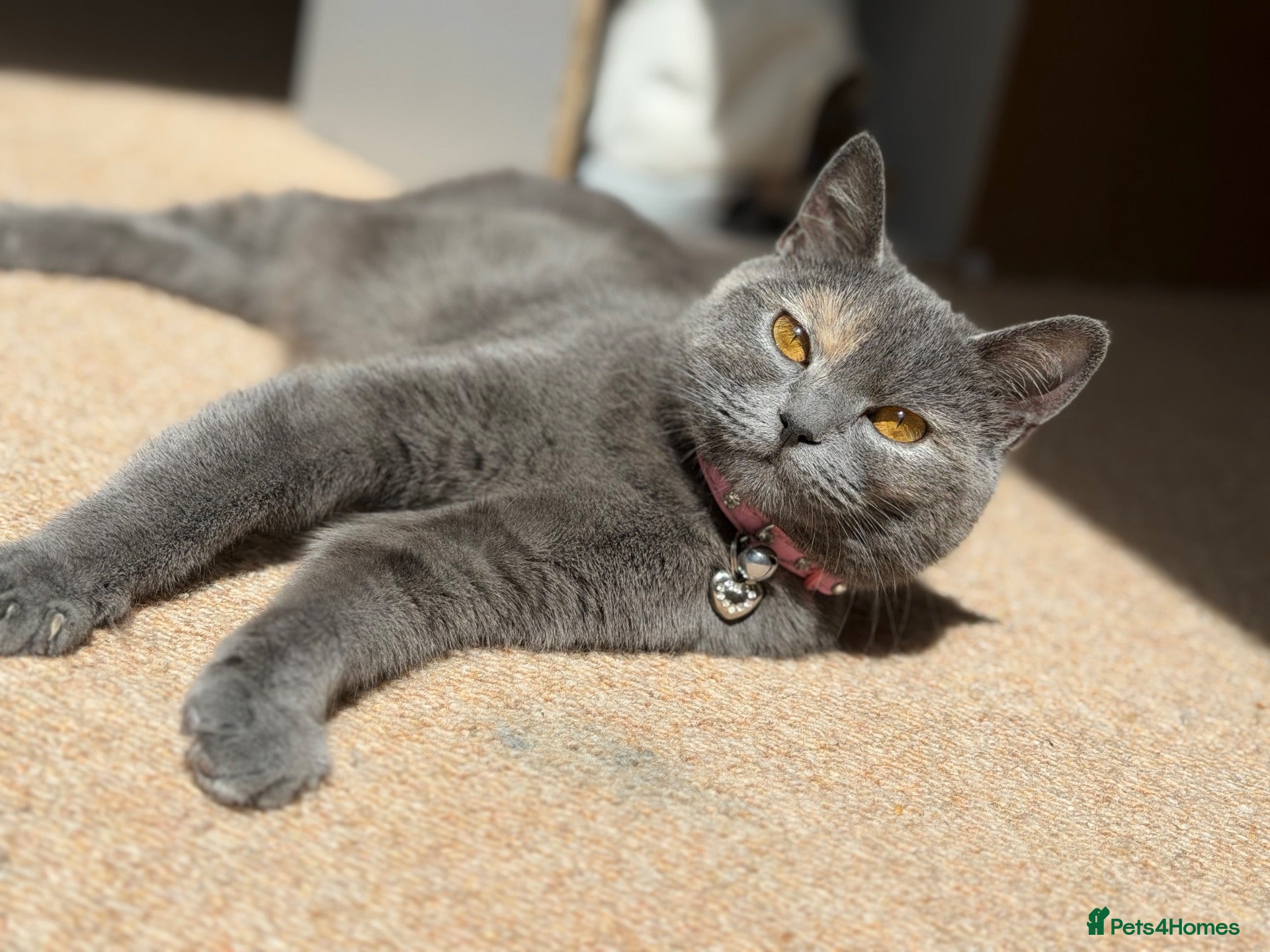 British Shorthair cats 2 YR old Blue torti BSH - Advert 10