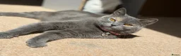 British Shorthair cats for sale: 2 YR old Blue torti BSH - Advert 1