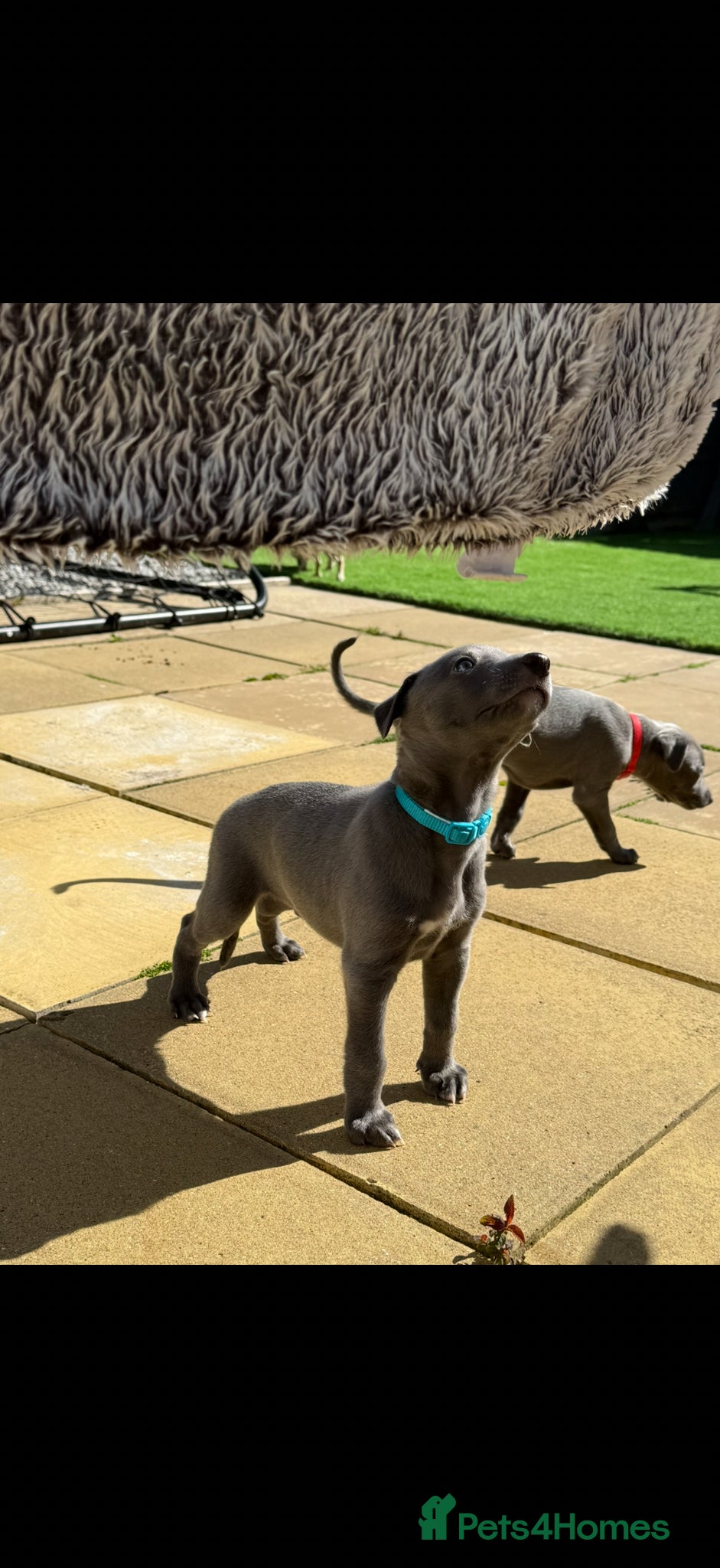 Whippet dogs QUALITY KC WHIPPET PUPPIES 🔵⚪️ - Advert 15