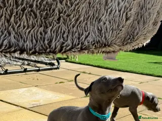 Whippet dogs QUALITY KC WHIPPET PUPPIES 🔵⚪️ - Advert 15
