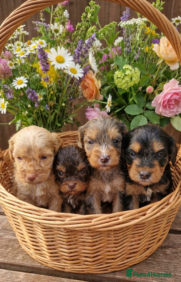Cockapoo dogs for sale: Stunning toy cockerpoo puppy's for sale  - Advert 1