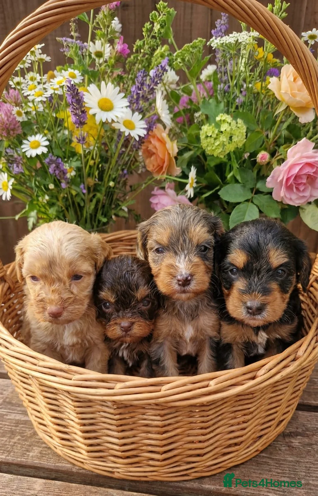 Cockapoo dogs for sale: Stunning toy cockerpoo puppy's for sale  in Ashbourne - Advert 1