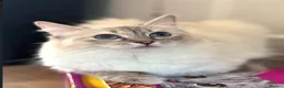 Ragdoll cats for sale: GCCF registered girl looking for her forever home - Advert 15