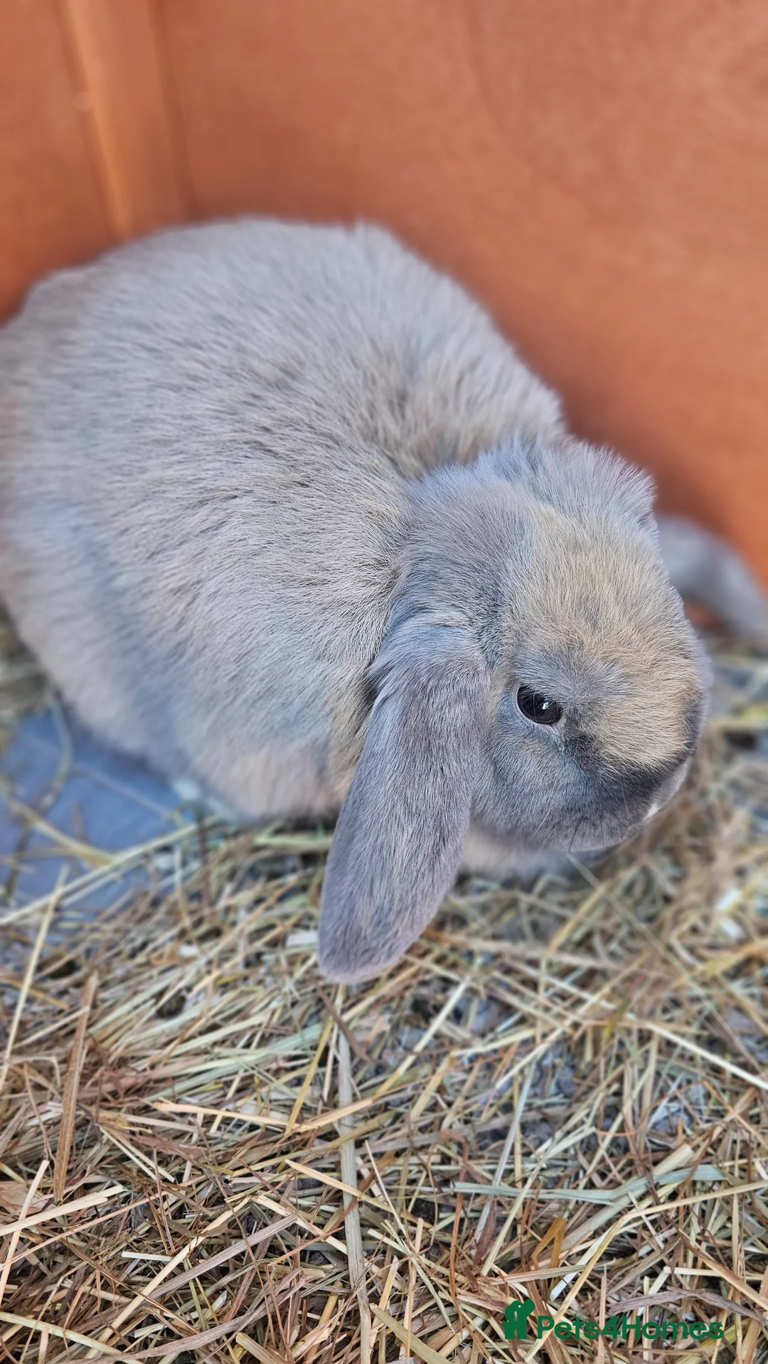 Mini Lop rabbits for sale: Gorgeous lop Rabbit, fully vaccinated 4 months old - Advert 1