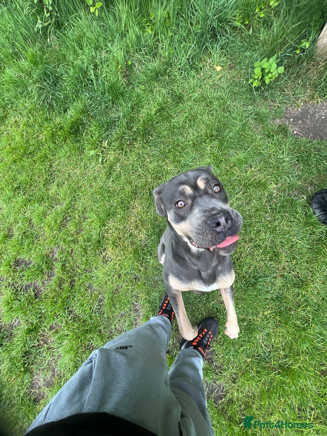 Cane Corso dogs for sale: OJ female canecorso  - Image 2