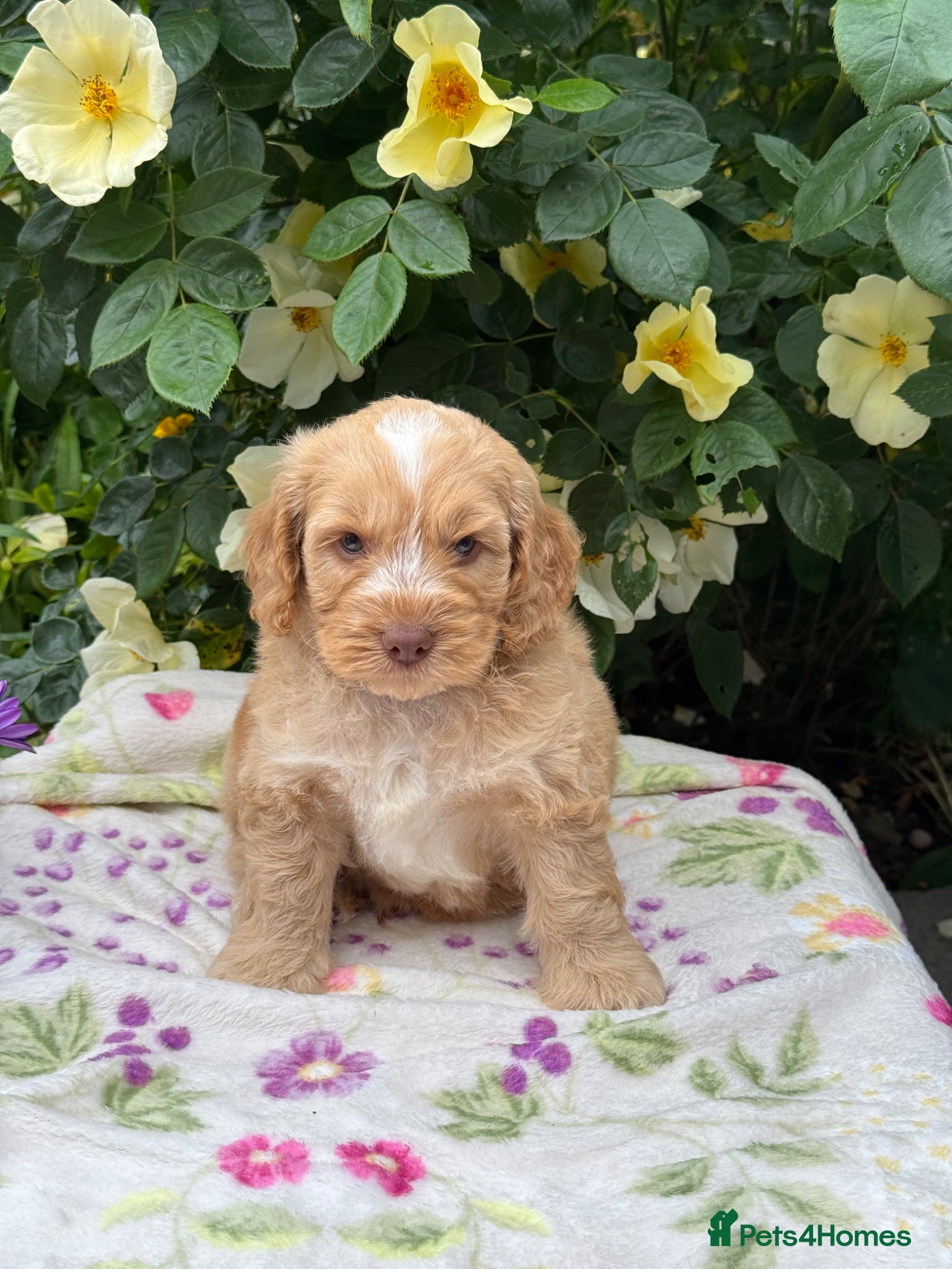 Cockapoo dogs 4 left gorgeous f1 dna tested clear cockerpoos - Advert 3