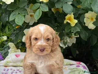 Cockapoo dogs 4 left gorgeous f1 dna tested clear cockerpoos - Advert 1