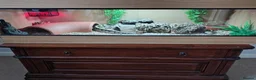 Python Snake reptiles for sale: Royal Python with full Viv set up - Advert 3