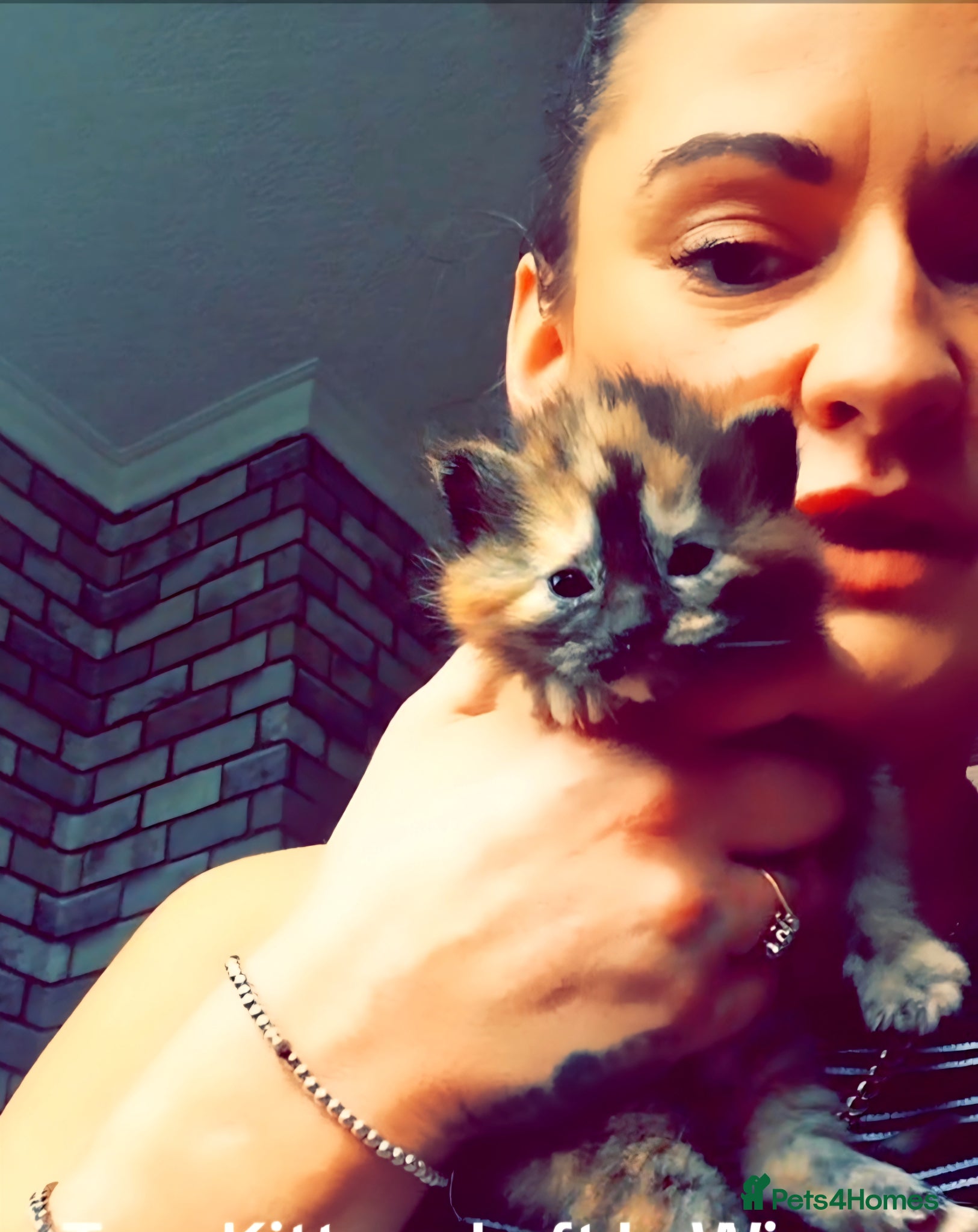 Norwegian Forest Cat cats for sale: HALF Norwegian Forest Kittens ♡ - Advert 1