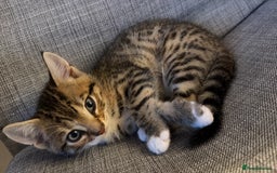 Bengal cats for sale: Bengal kittens for sale - Image 8