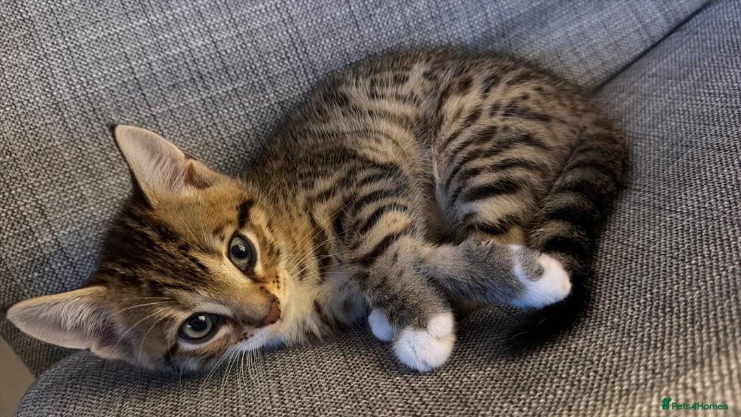 Bengal cats for sale: Bengal kittens for sale - Image 8