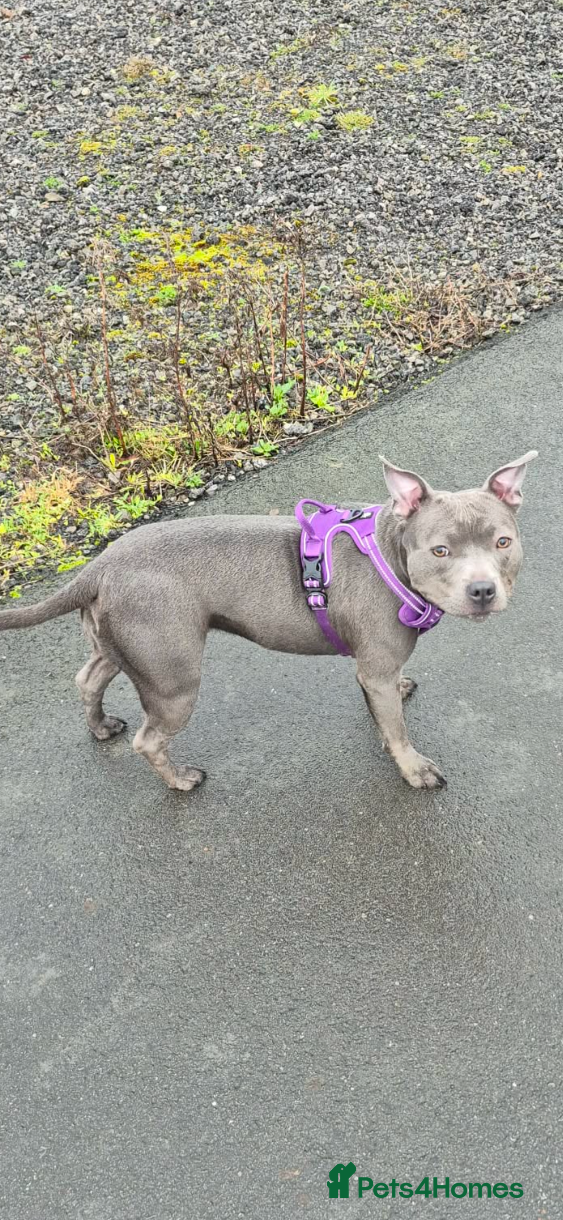 Staffordshire Bull Terrier dogs Female blue staffotfshire bull terrior - Advert 2