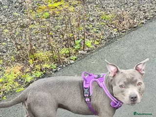 Staffordshire Bull Terrier dogs Female blue staffotfshire bull terrior - Advert 2