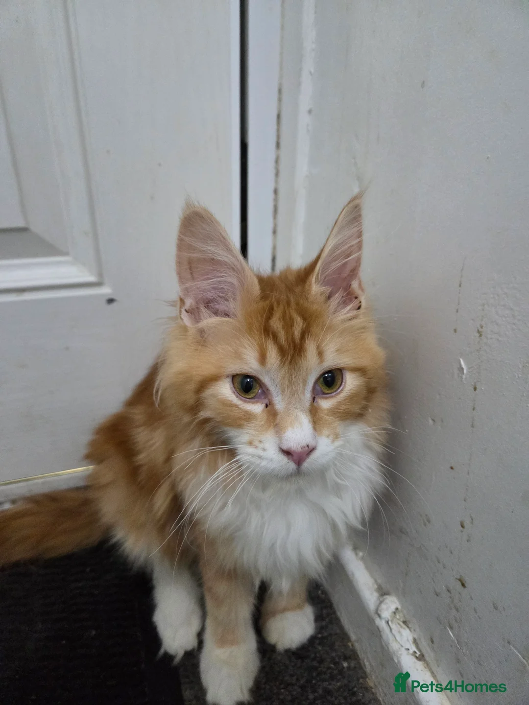 Maine Coon cats for sale: Beautiful only red maine coon - Advert 2