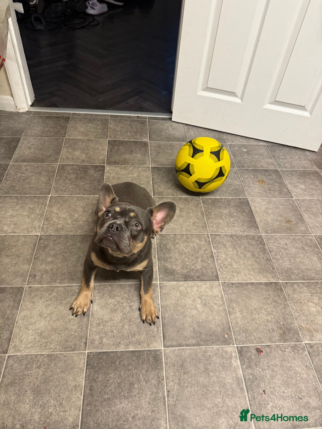 French Bulldog dogs for sale: Female French bulldog  - Image 5
