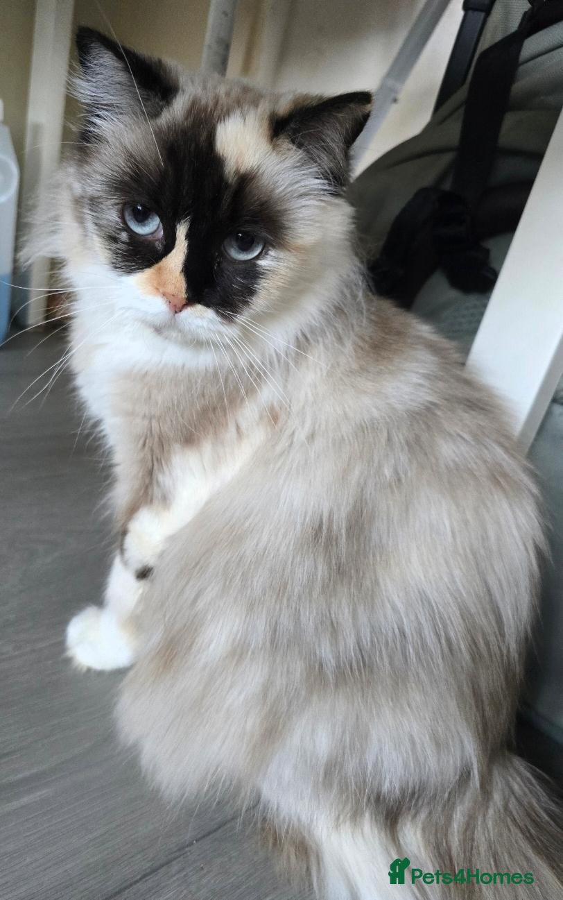 Ragdoll cats 2 Ragdoll females looking for loving home - Advert 2