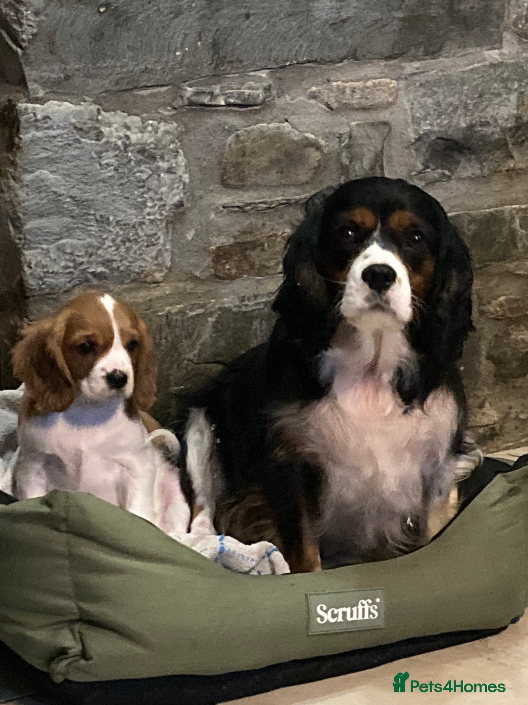 Cavalier King Charles Spaniel dogs for sale: Dna tested cavalier puppies - Advert 10