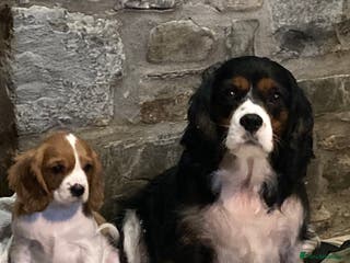 Cavalier King Charles Spaniel dogs Dna tested cavalier puppies - Advert 5