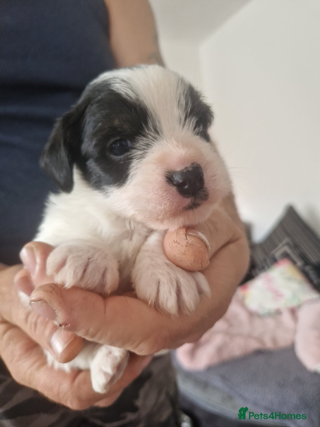Chorkie dogs for sale: Beautiful litter - Image 10