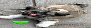 Lhasa Apso 1