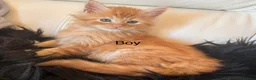 Maine Coon cats for sale: Beautiful Red Maine coone babies  - Advert 11