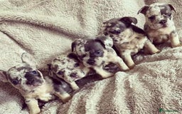 French Bulldog dogs for stud: 💎Blue & Tan 🤎 Merle French bulldog stud 🧬🔥 in Manchester - Image 6