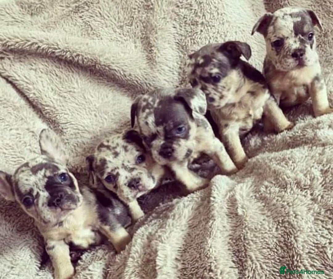 French Bulldog dogs for stud: 💎Blue & Tan 🤎 Merle French bulldog stud 🧬🔥 in Manchester - Image 6