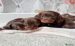 Miniature Dachshund dogs for sale: Quality miniature dachshund puppies  - Image 1