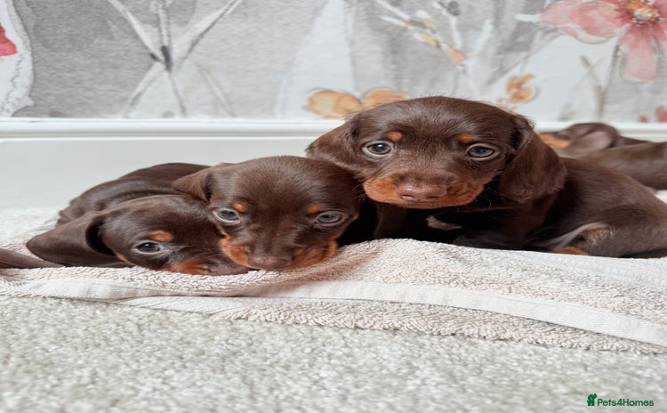 Miniature Dachshund dogs - Advert 1