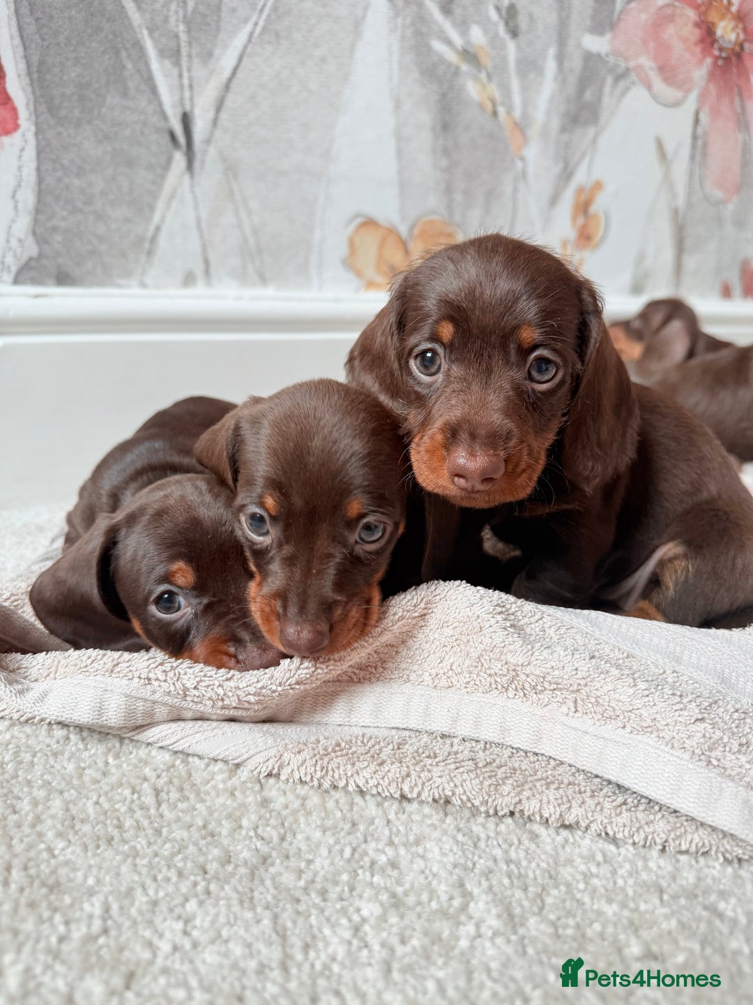 Miniature Dachshund dogs for sale: Quality miniature dachshund puppies  - Image 1