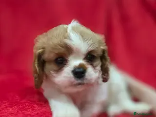 Cavalier King Charles Spaniel dogs Cavalier king Charles spaniel's. - Advert 4