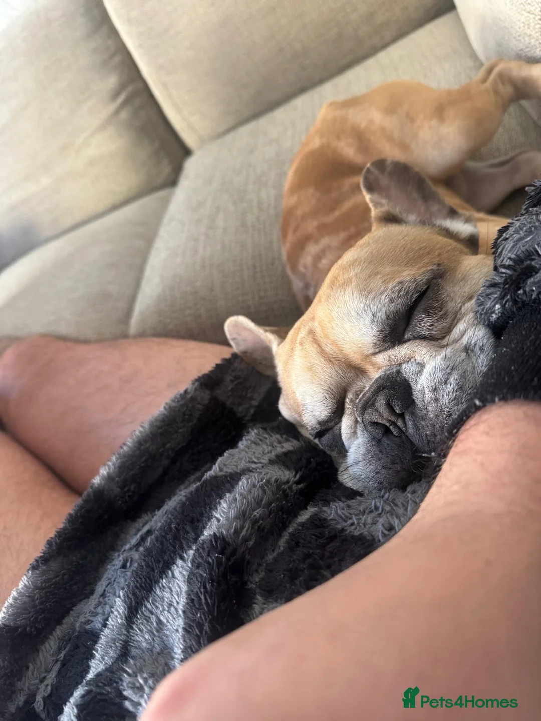 French Bulldog dogs for sale: Oscar  in Tadcaster - Advert 2