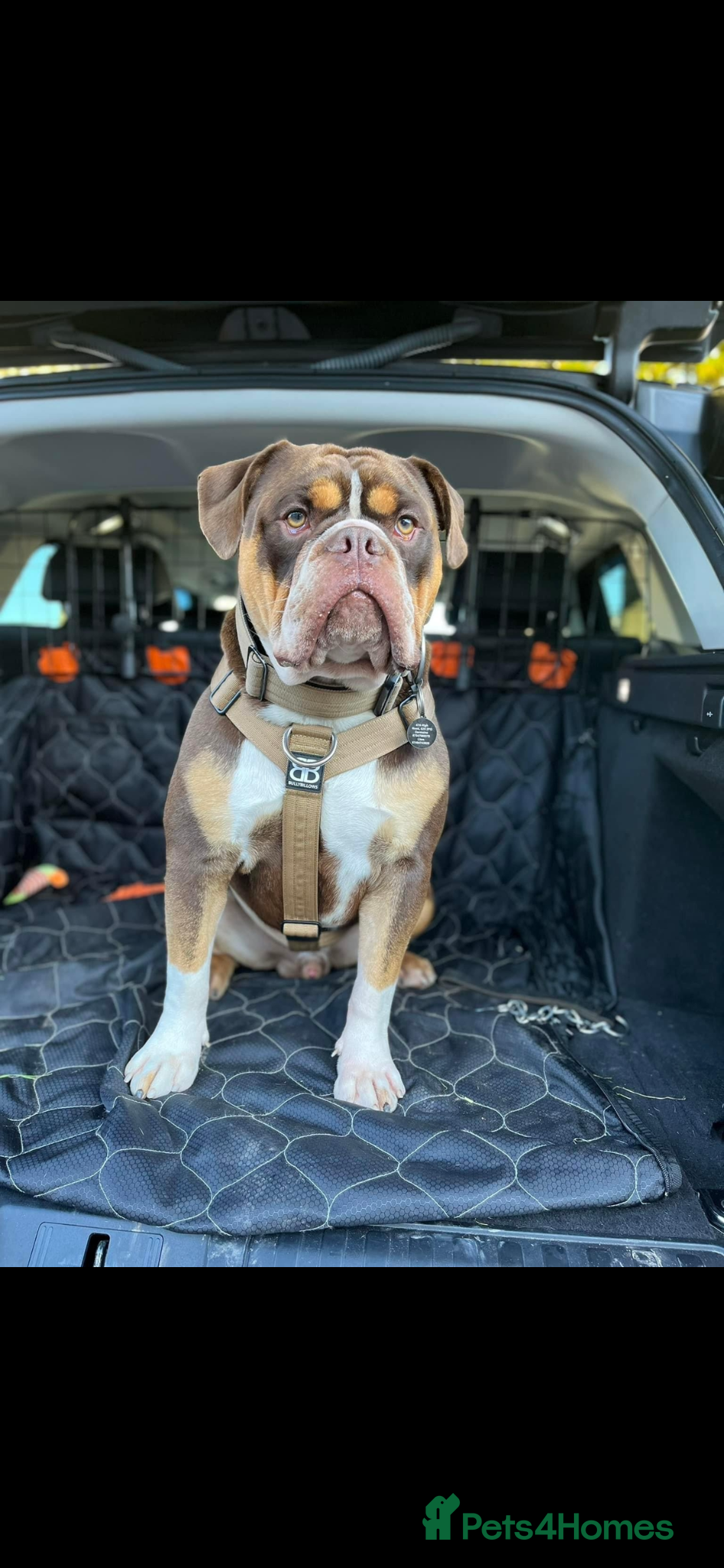 Olde English Bulldogge dogs Olde English bulldog male 4 years old  - Advert 10